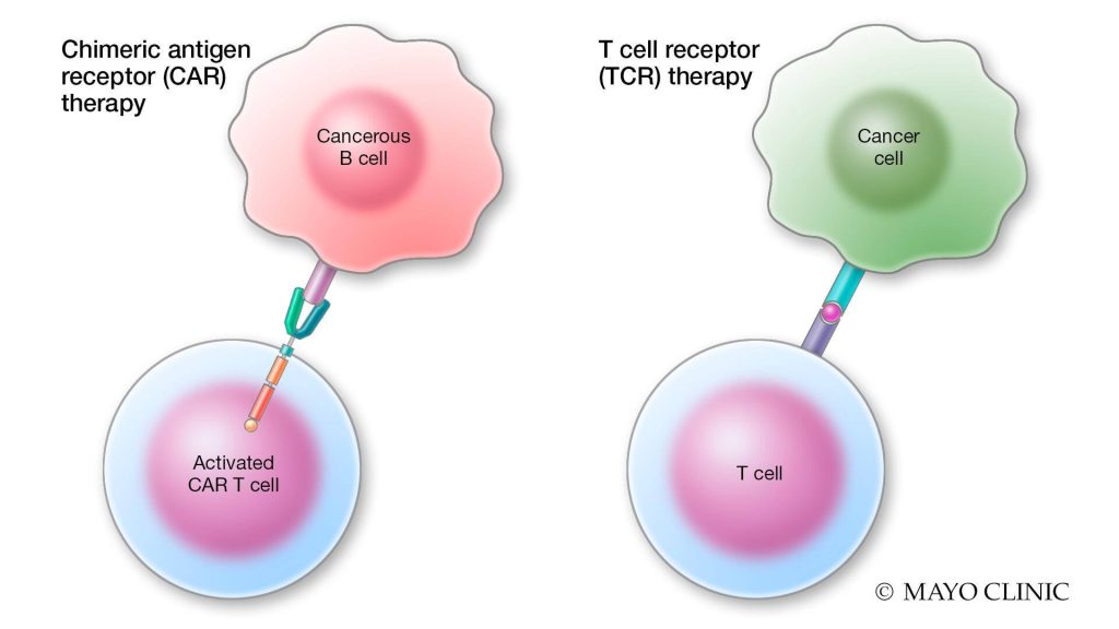 Chimeric antigen receptor T-cell (CAR-T) therapy and T-cell receptor (TCR) therapy, myeloma treatment