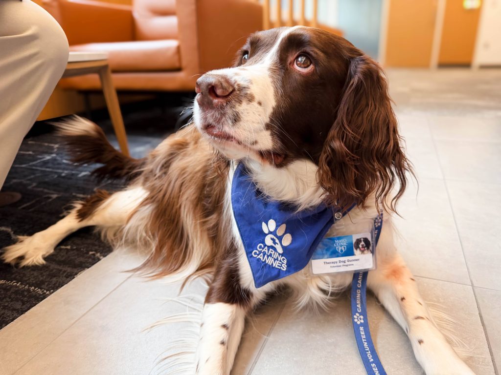 Brown and white therapy dog wearing a blue "Caring Canines" bandana and Mayo Clinic volunteer badge, lying on the floor of a hospital lobby while looking attentively up at someone nearby.
