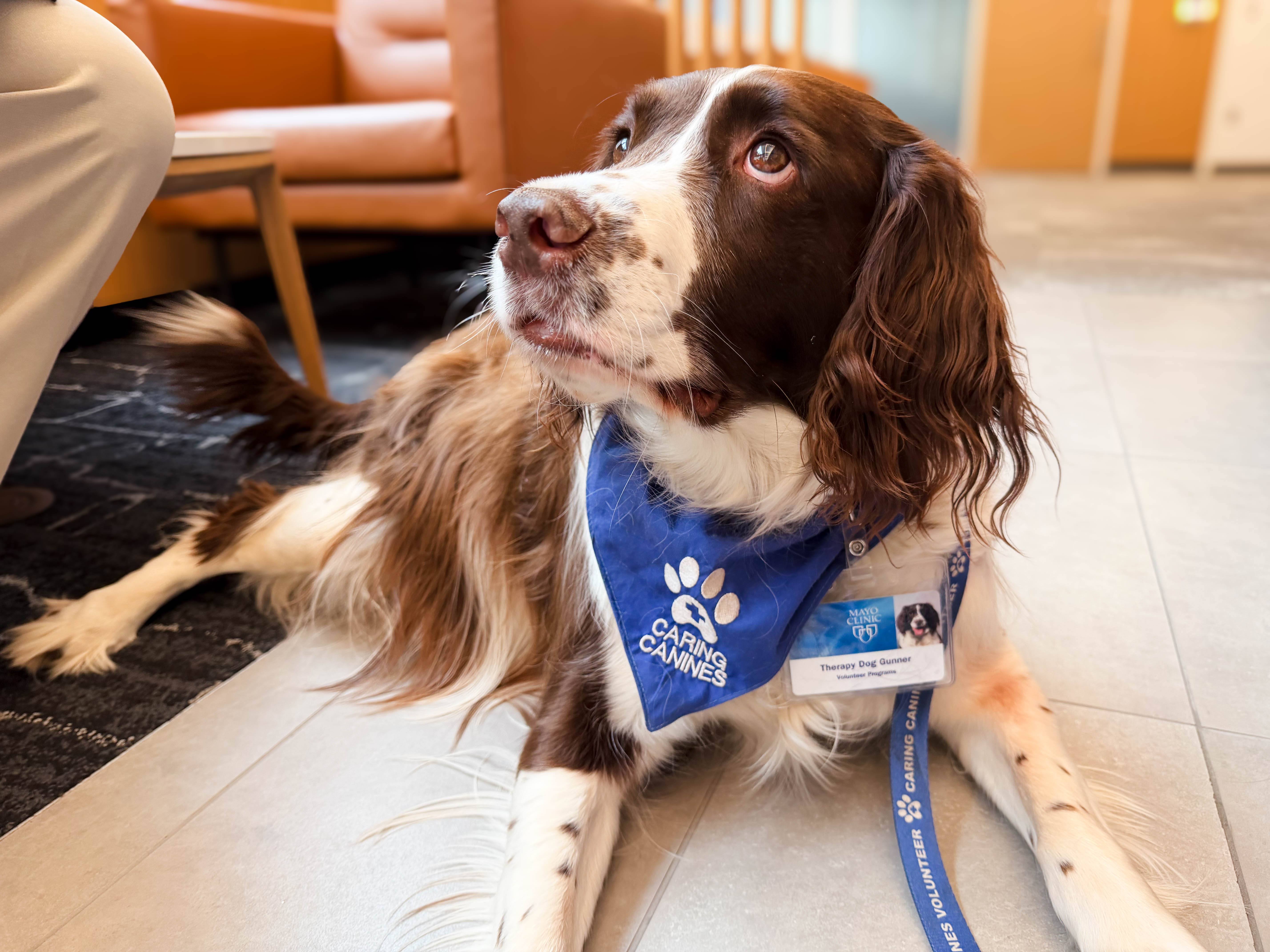 “New Study Proves Success of Animal Therapy in Stroke Recovery!”