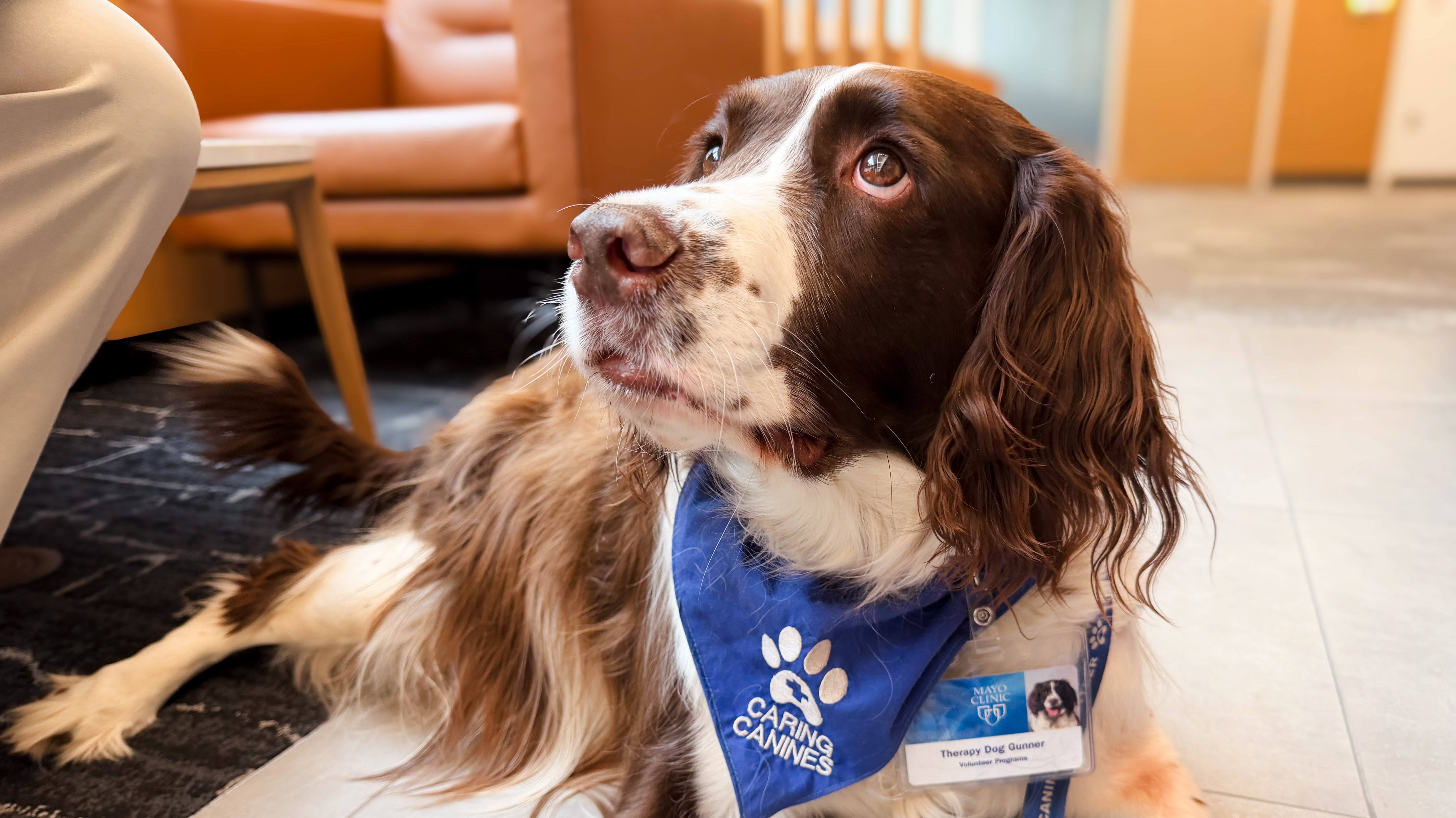 Mayo Clinic study highlights benefits of animal-assisted treatment in stroke rehabilitation (VIDEO) featured image
