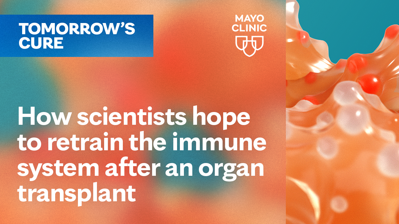 How scientists hope to retrain the immune system after an organ transplant featured image