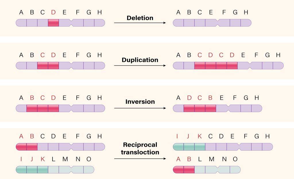 This illustration shows examples of DNA mutations.